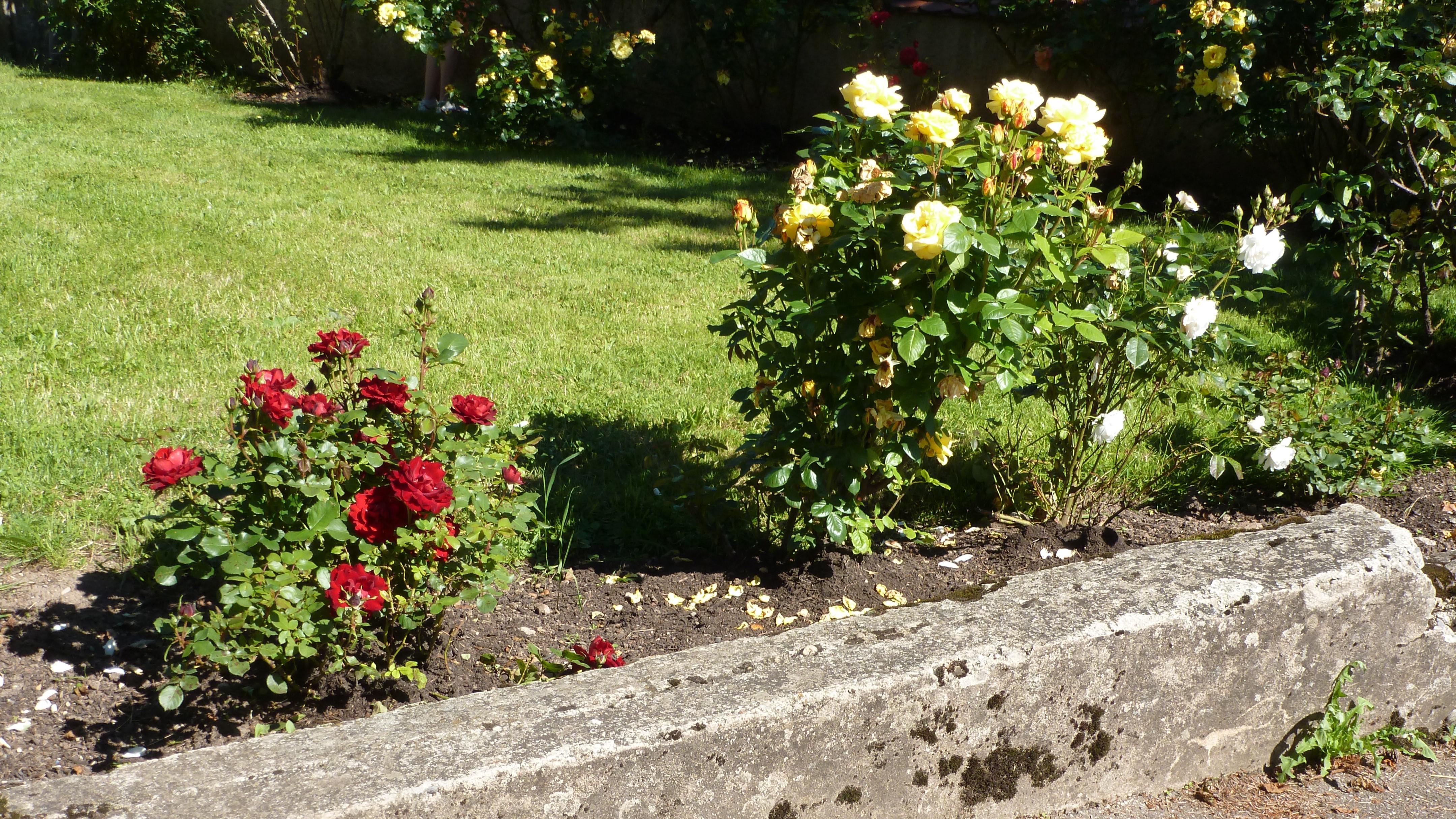 2016 Rosen Dorf Nggeswiel