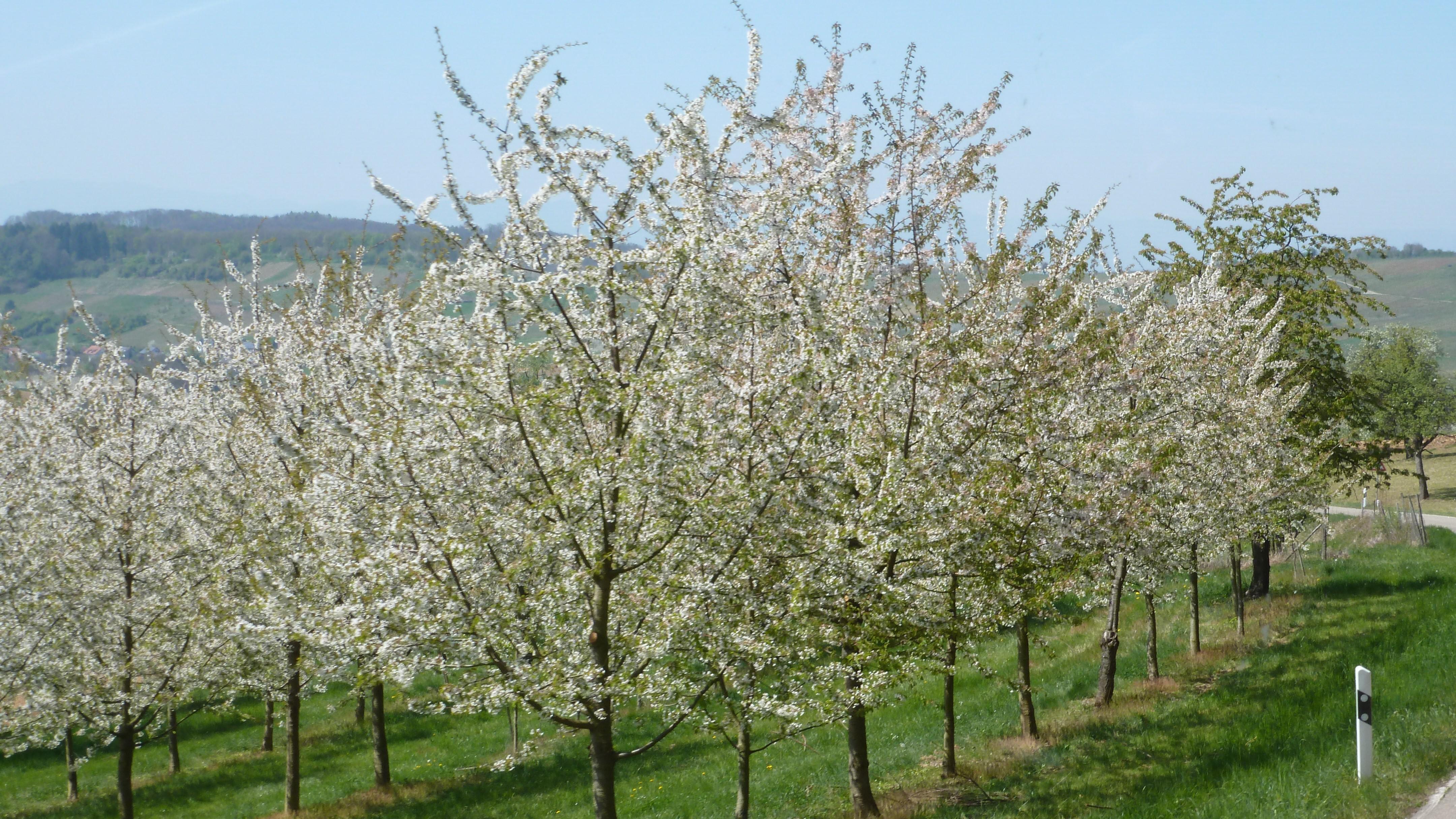 2017 Kirschblten Fahrt